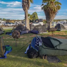 Emus wander through a campground with tents and palm trees. related to Best Space-Saving Low Bunk Beds for Any Room