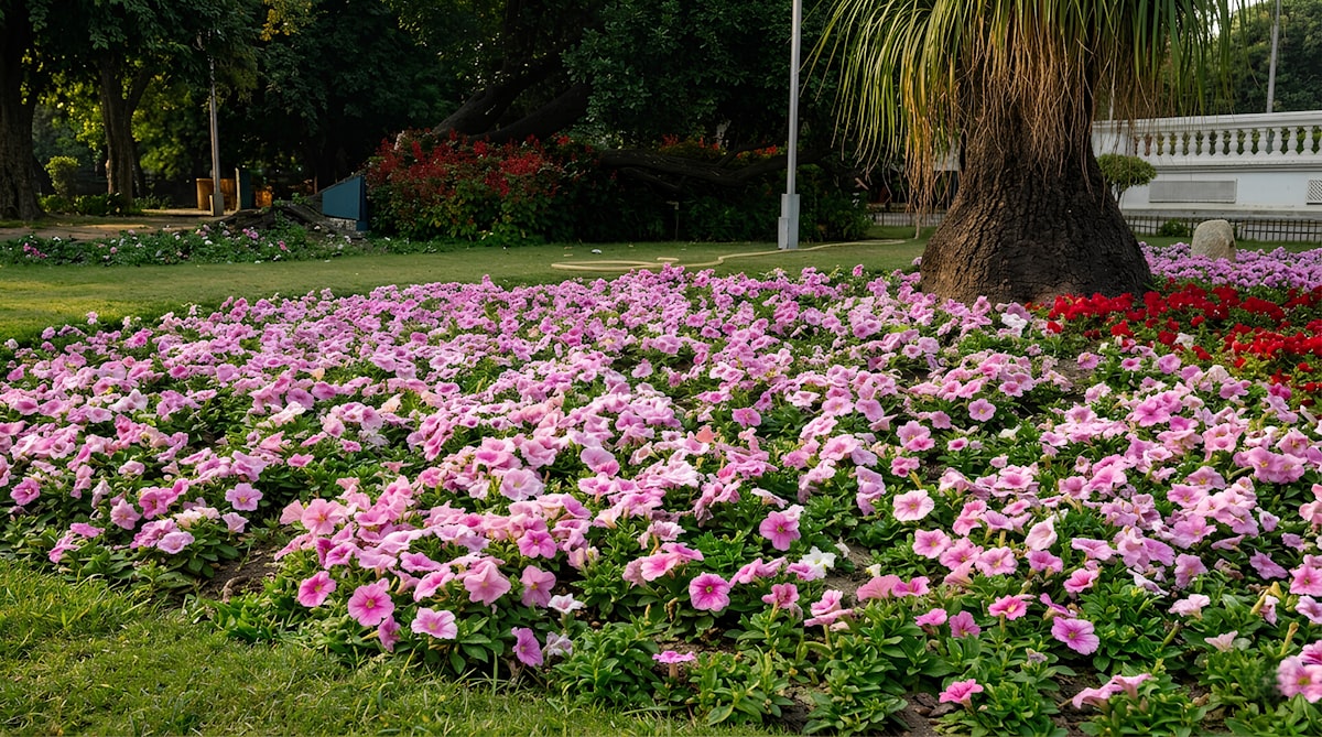 Experience the serene beauty of Jinnah Garden, where vibrant blooms create a tranquil escape. A perfect spot for reflection and inspiration. 🌸 related to Enhancing Your Landscape: Flower Beds Around Trees