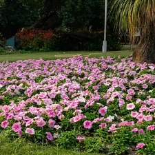 Experience the serene beauty of Jinnah Garden, where vibrant blooms create a tranquil escape. A perfect spot for reflection and inspiration. 🌸 related to Enhancing Your Landscape: Flower Beds Around Trees
