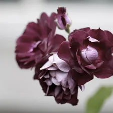 Faded roses related to Wine Colored Valances: Elegance and Sophistication for Your Home