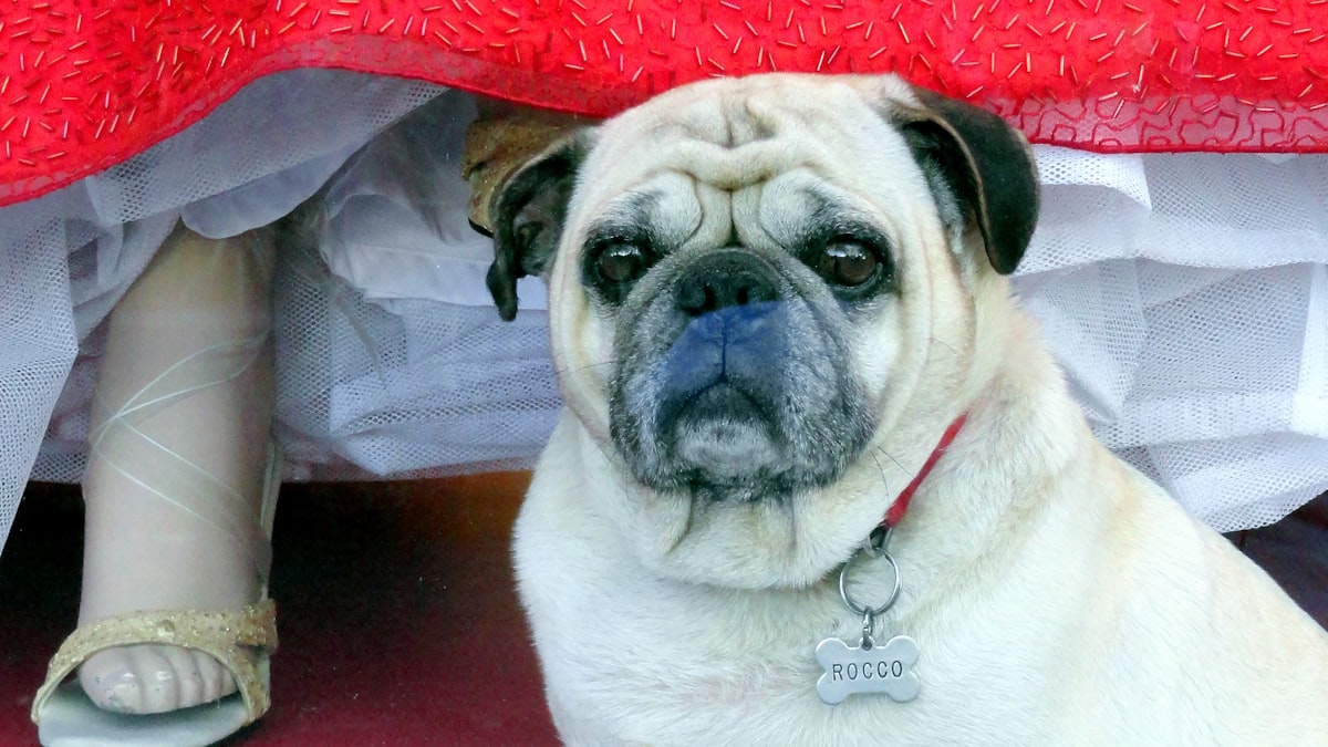 fawn pug wearing red and white hat related to Expert Bed Bug Detection with Canine Assistance