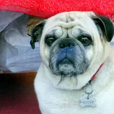 fawn pug wearing red and white hat related to Expert Bed Bug Detection with Canine Assistance