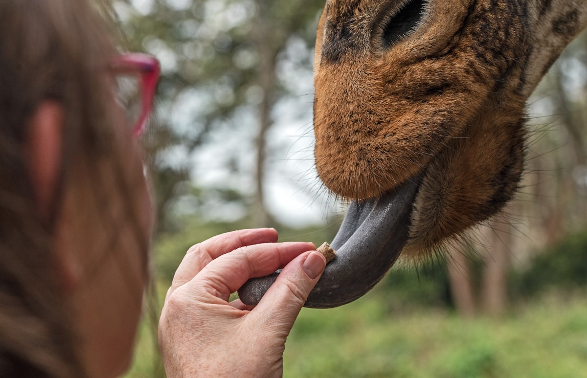 Feeding a giraffe at the Giraffe Sanctuary in Nairobi, Kenya. 
I soon learned that the way to feed the giraffes is by having the pellet on your flat, open palm. How did I learn this? By having the end joint of my index finger crushed by a munching, crunching giraffe! 
My brother, David Clode, took this photograph & I have his permission to upload it to Unsplash.  related to Add a Wild Touch with Animal Print Valances