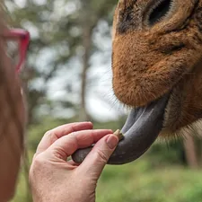 Feeding a giraffe at the Giraffe Sanctuary in Nairobi, Kenya. 
I soon learned that the way to feed the giraffes is by having the pellet on your flat, open palm. How did I learn this? By having the end joint of my index finger crushed by a munching, crunching giraffe! 
My brother, David Clode, took this photograph & I have his permission to upload it to Unsplash.  related to Add a Wild Touch with Animal Print Valances
