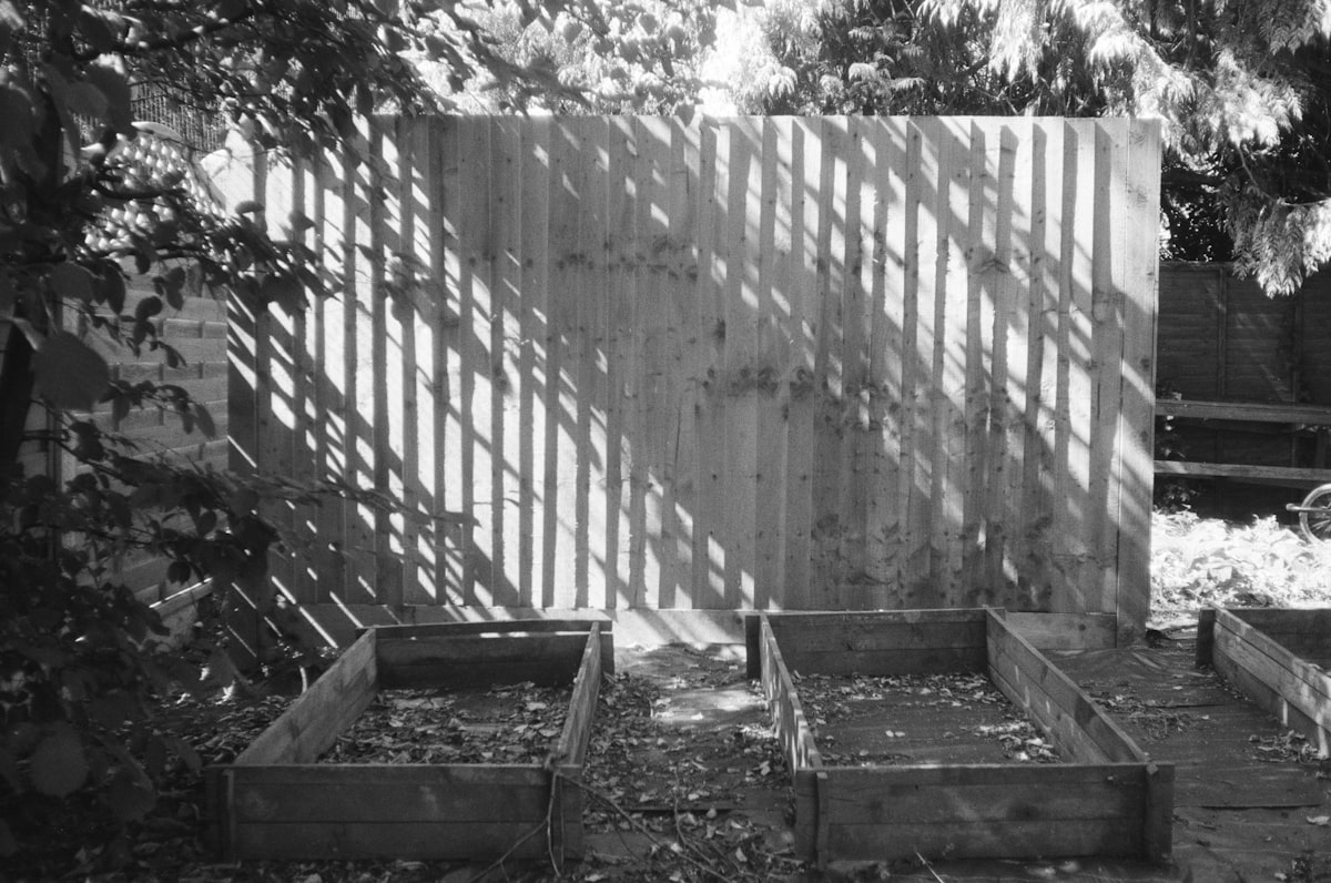 film photography, analog film shot, analogue photos, shot on film, film photo, 35mm, Ilford film, black and white photography, film is not dead related to Cultivating Success: The Art of Making Raised Beds
