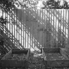 film photography, analog film shot, analogue photos, shot on film, film photo, 35mm, Ilford film, black and white photography, film is not dead related to Cultivating Success: The Art of Making Raised Beds