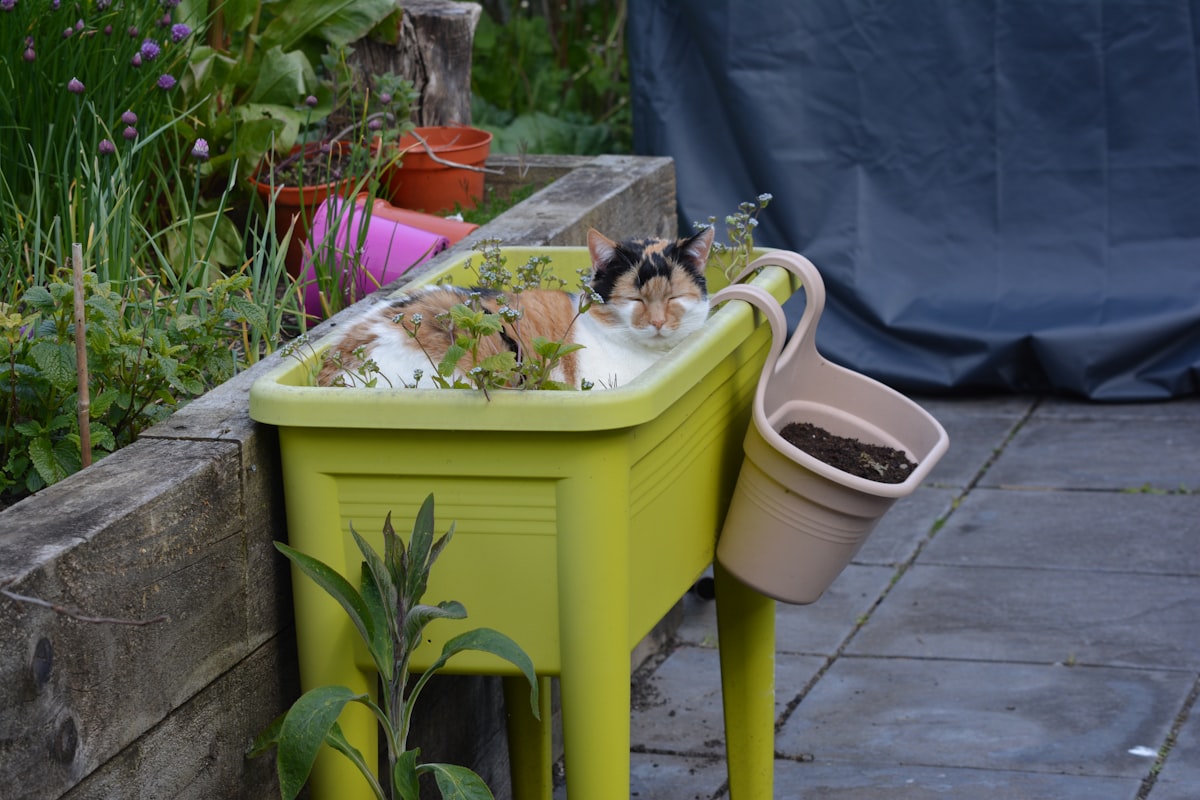 Find a cat related to Effortless Gardening Solutions