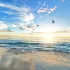 five birds flying on the sea related to Transform Your Space: The Ultimate Beach Bed Frame