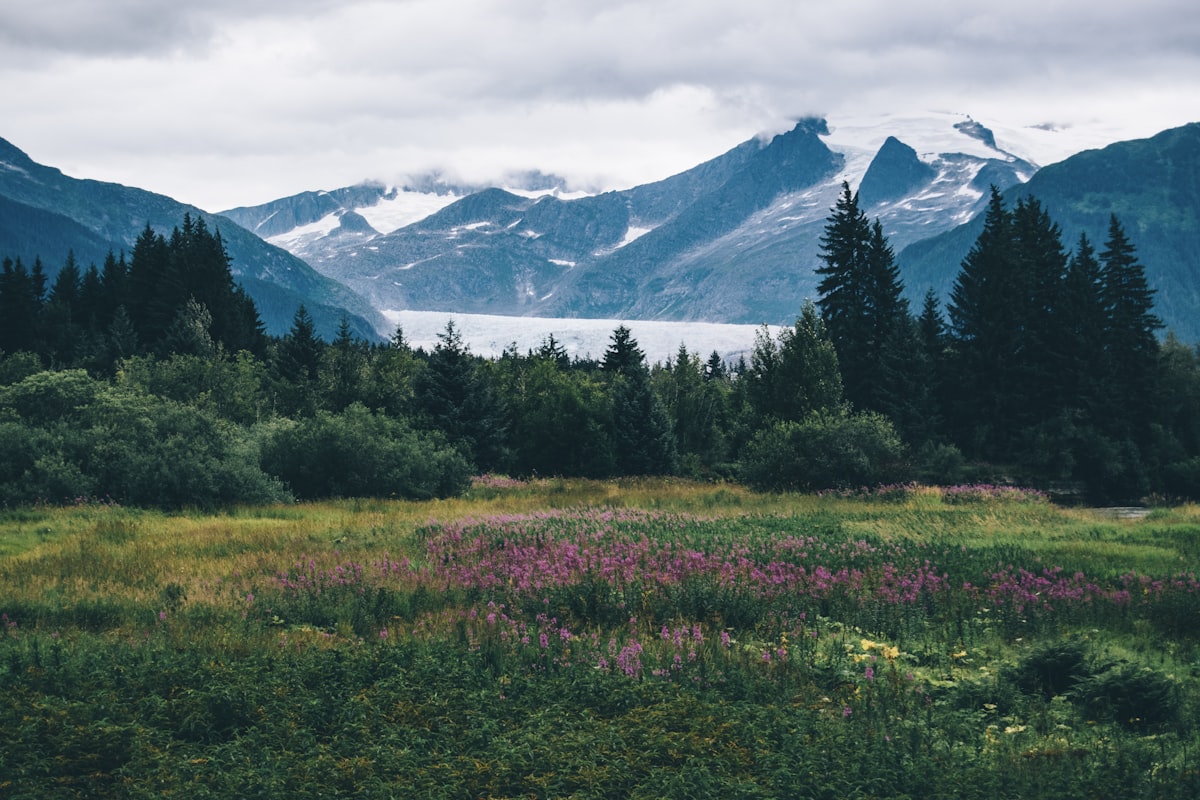flower field under white sky related to Ultimate Guide to Choosing the Perfect Alaska King Bed for Your Home