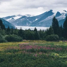 flower field under white sky related to Ultimate Guide to Choosing the Perfect Alaska King Bed for Your Home