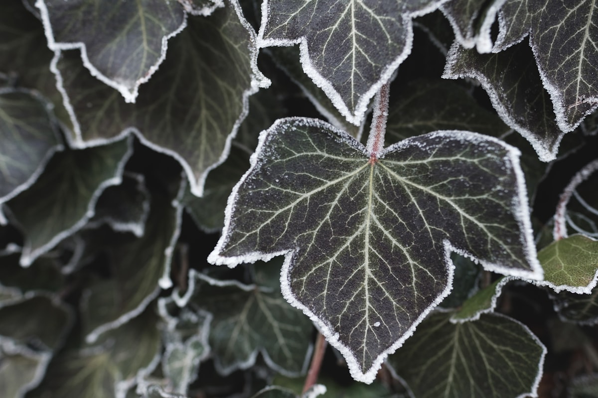 Frozen leaf related to Lambs and Ivy Duchess Valance: A Timeless Elegance