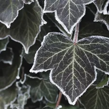 Frozen leaf related to Lambs and Ivy Duchess Valance: A Timeless Elegance