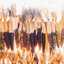 Gem corn haning in North Georgia related to Cornice-Style Valances