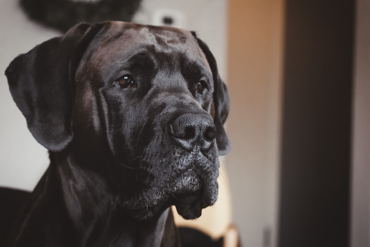 Gentle Giant related to Comfortable Canine Slumber: Dog Beds for Great Danes