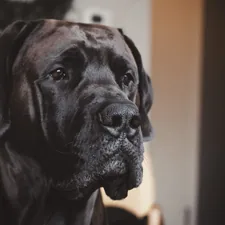 Gentle Giant related to Comfortable Canine Slumber: Dog Beds for Great Danes