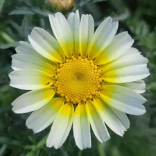 Glebionis coronaria flower related to Unique Flower Bed Ideas for a Beautiful Garden Home