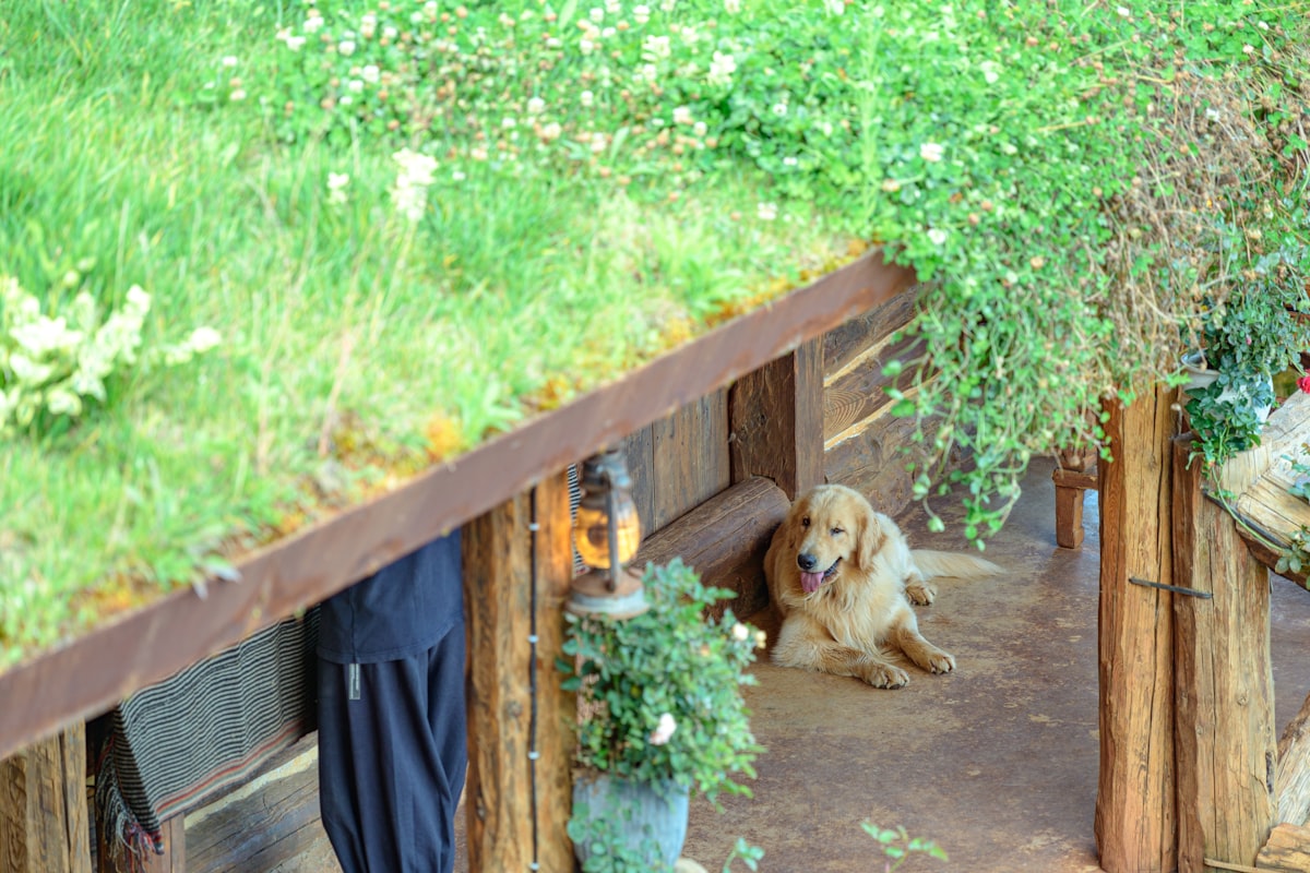 Golden retriever rests under a green roof structure related to The Benefits of Organic Dog Beds for Your Furry Friend