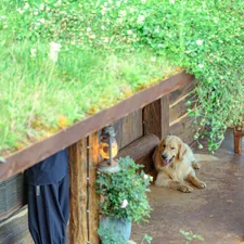 Golden retriever rests under a green roof structure related to The Benefits of Organic Dog Beds for Your Furry Friend