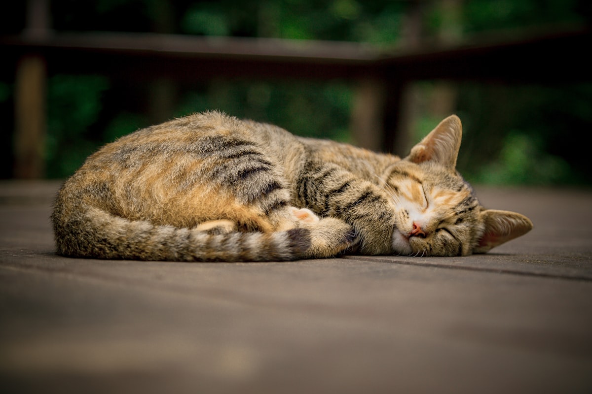 gray and orange tabby cat on floor whitel sleeping related to The Ultimate Comfort: Why Cat Cube Beds Are a Must-Have for Your Feline Friend