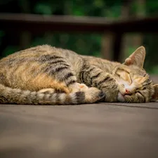 gray and orange tabby cat on floor whitel sleeping related to The Ultimate Comfort: Why Cat Cube Beds Are a Must-Have for Your Feline Friend