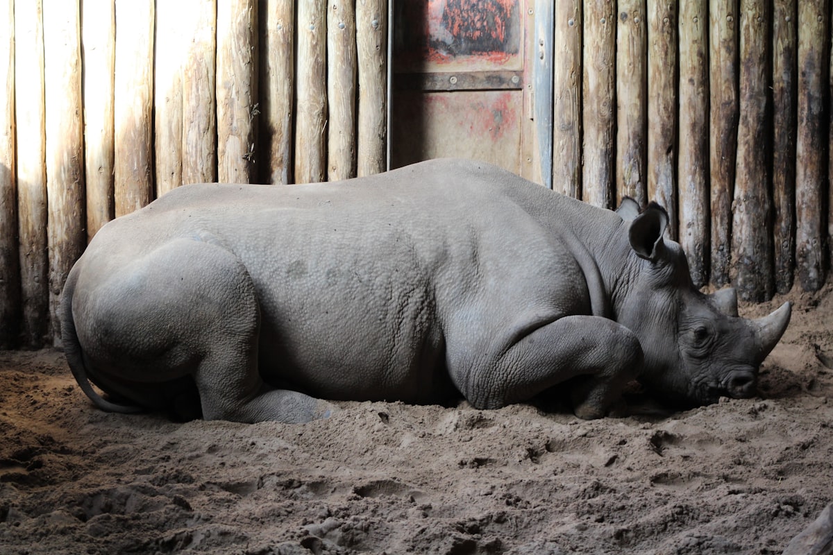 gray rhinoceros on brown soil related to Why Rhino Bed Liners Are a Game Changer for Truck Owners