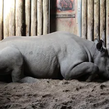gray rhinoceros on brown soil related to Why Rhino Bed Liners Are a Game Changer for Truck Owners