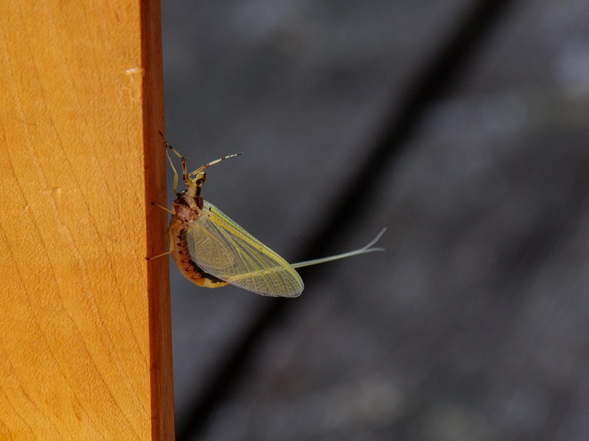 green and brown insect on brown wooden stick related to Uncovering the Truth: Do Bed Bugs Really Jump?