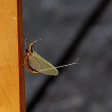 green and brown insect on brown wooden stick related to Uncovering the Truth: Do Bed Bugs Really Jump?