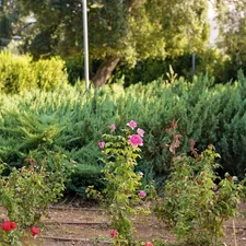 Green bushes and pink roses in a garden related to Efficient Gardening with Drip Irrigation for Raised Beds