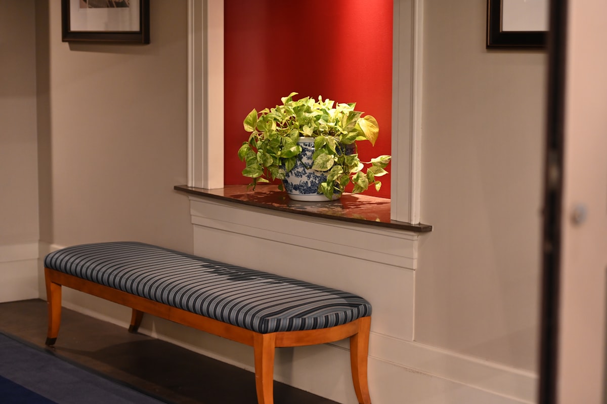 green-leafed plant related to Long Entryway Bench: A Guide to Choosing the Perfect One