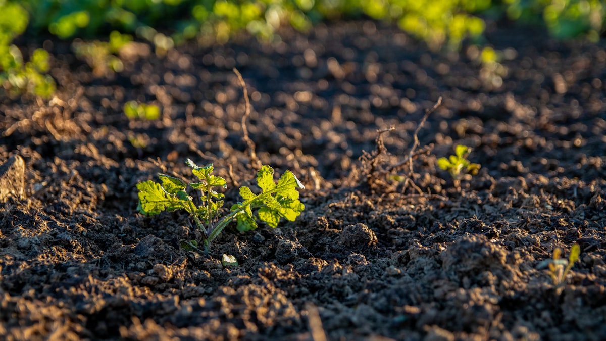 green-leafed plant related to Master Your Garden's Growth: The Ultimate Raised Bed Soil Calculator Guide
