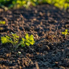 green-leafed plant related to Master Your Garden's Growth: The Ultimate Raised Bed Soil Calculator Guide
