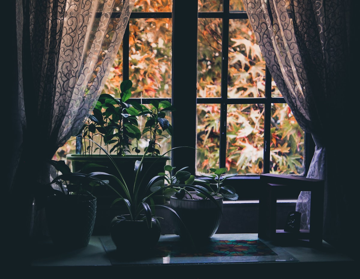 green leafed plants beside window related to Elegant Window Decor: How to Make Swag Valances