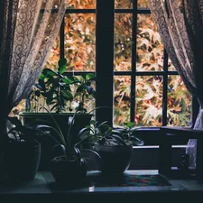 green leafed plants beside window related to Elegant Window Decor: How to Make Swag Valances