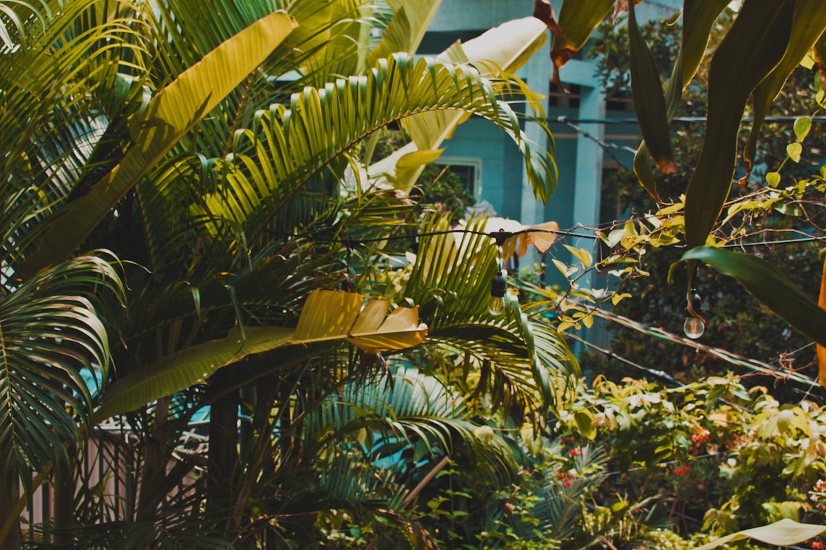 green-leafed plants related to Elevate Your Space with Tropical Print Window Valances