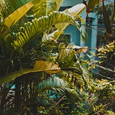 green-leafed plants related to Elevate Your Space with Tropical Print Window Valances