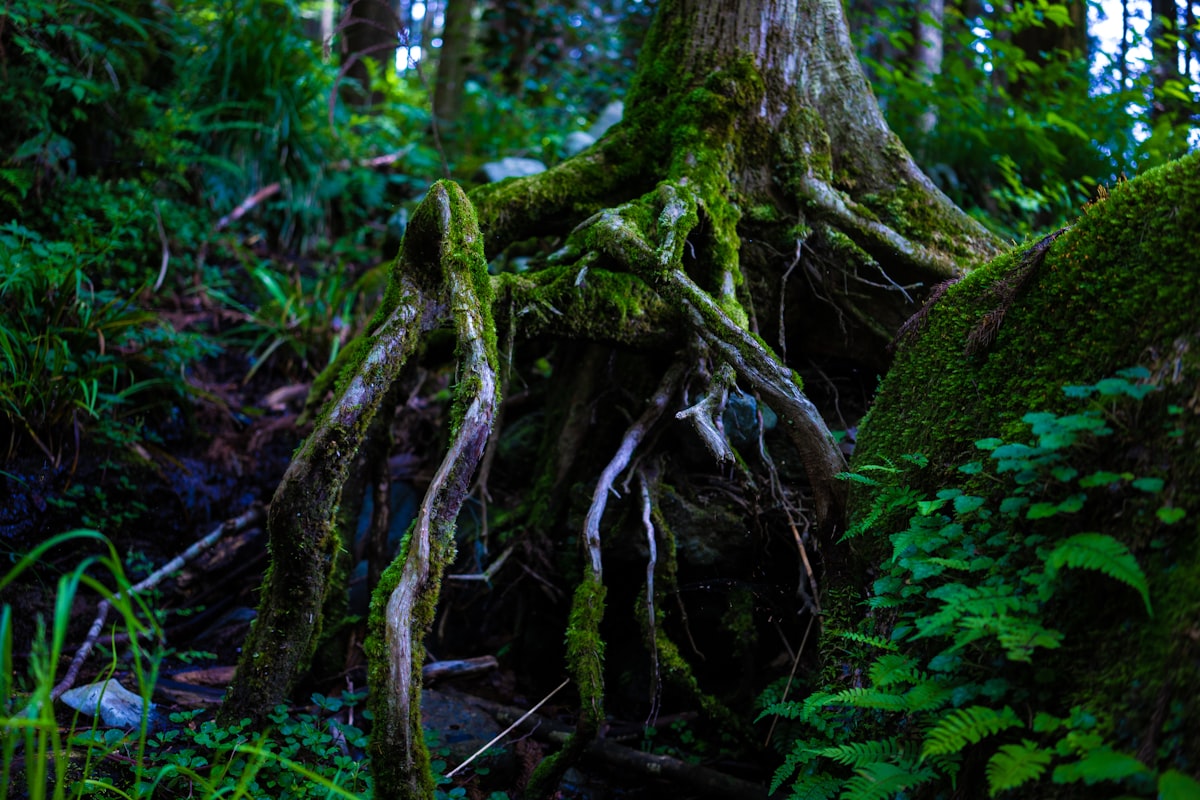 green leafed tree related to Portlanders Discover Ancient Roots in South Park