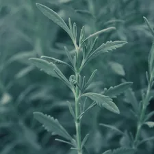 green plant in close up photography related to Sage Green Valances: A Comprehensive Guide