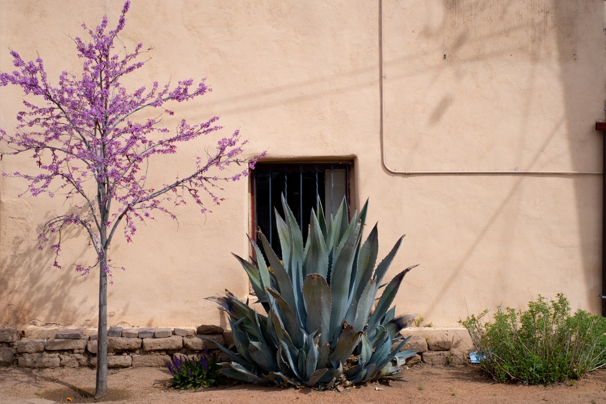 green plant near white wall related to Elevate Your Windows with Southwestern Style Valances