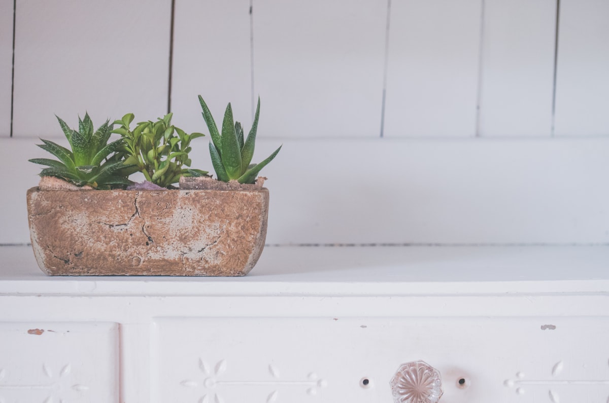 green succulents on brown pot related to The Timeless Appeal of Distressed Buffet Sideboards
