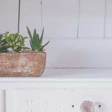 green succulents on brown pot related to The Timeless Appeal of Distressed Buffet Sideboards