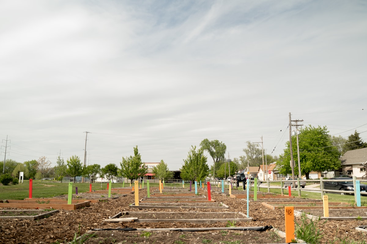green trees under white sky during daytime related to Elevated Garden Beds: A New Perspective on Gardening