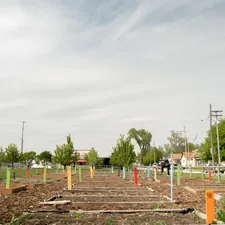 green trees under white sky during daytime related to Elevated Garden Beds: A New Perspective on Gardening