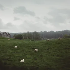 Highland sheep grazing related to Embrace the Country Charm with Exquisite Country Quilt Bedding Sets