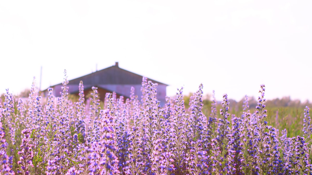 house
summer
grass related to Lavender Window Valance