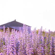 house
summer
grass related to Lavender Window Valance