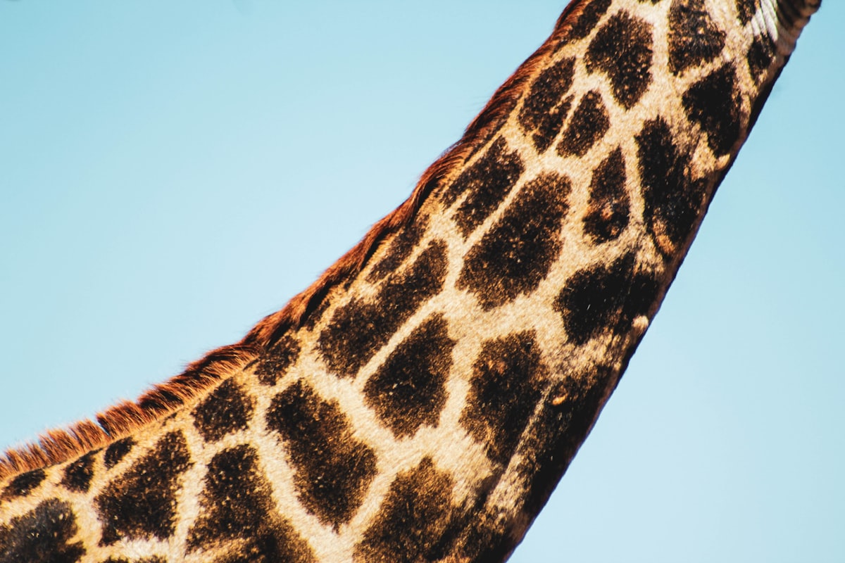 I took this photo on a recent trip to Zimbabwe. This was a quick shot I got of a young giraffes neck who happened to be at the one stop we were at for lunch. 

I thought it had a nice minimal feel to it because of the plain blue sky behind it, giving the giraffe the centre of attention. however not the full animal which is nice in a weirdly satisfying way.

well I hope you like it.   related to Stylish Bedroom Ideas Inspired by Animal Prints