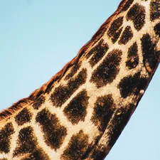 I took this photo on a recent trip to Zimbabwe. This was a quick shot I got of a young giraffes neck who happened to be at the one stop we were at for lunch. 

I thought it had a nice minimal feel to it because of the plain blue sky behind it, giving the giraffe the centre of attention. however not the full animal which is nice in a weirdly satisfying way.

well I hope you like it.   related to Stylish Bedroom Ideas Inspired by Animal Prints