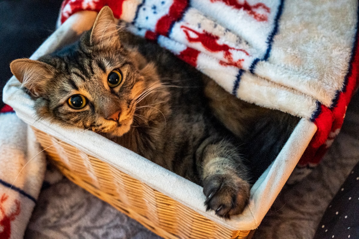 Instagram : @andreas.brun.fr Link : https://www.instagram.com/andreas.brun.fr/ related to The Best Cat Beds from PetSmart: Comfort and Style for Your Feline Friend