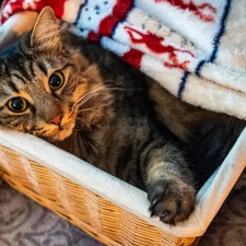Instagram : @andreas.brun.fr Link : https://www.instagram.com/andreas.brun.fr/ related to The Best Cat Beds from PetSmart: Comfort and Style for Your Feline Friend